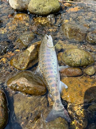 ヤマメの釣果