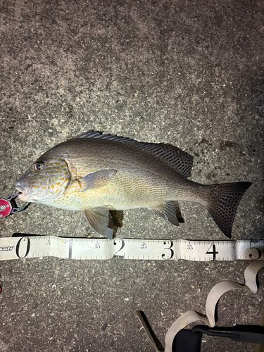 コロダイの釣果