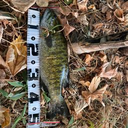 スモールマウスバス