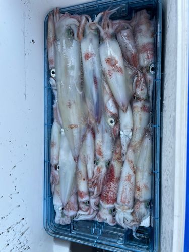 ケンサキイカの釣果