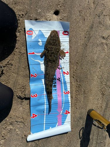 マゴチの釣果