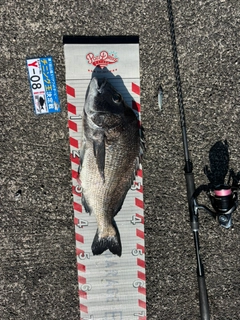 チヌの釣果