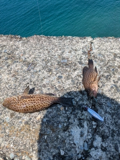 オオモンハタの釣果