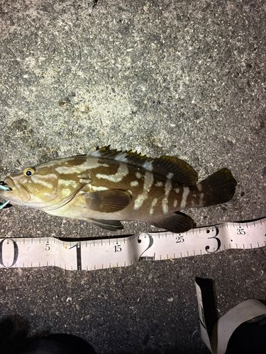 クエの釣果
