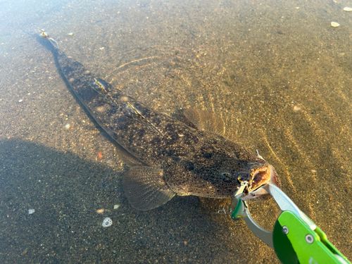 マゴチの釣果
