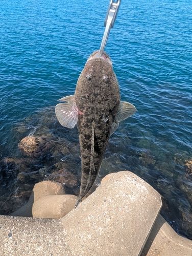 マゴチの釣果