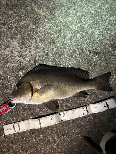 コロダイの釣果