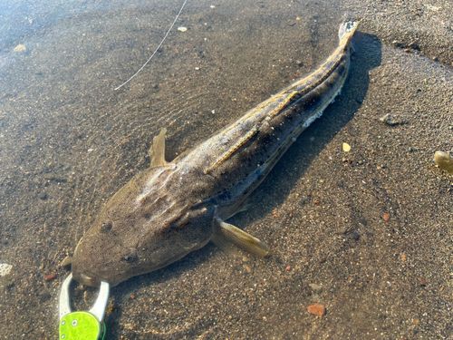 マゴチの釣果