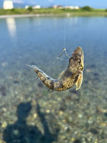 カマツカの釣果
