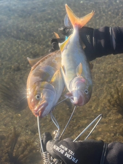 ショゴの釣果