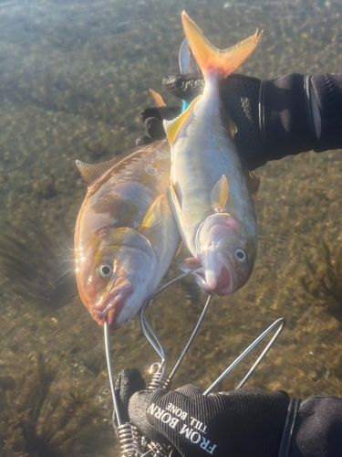 ショゴの釣果
