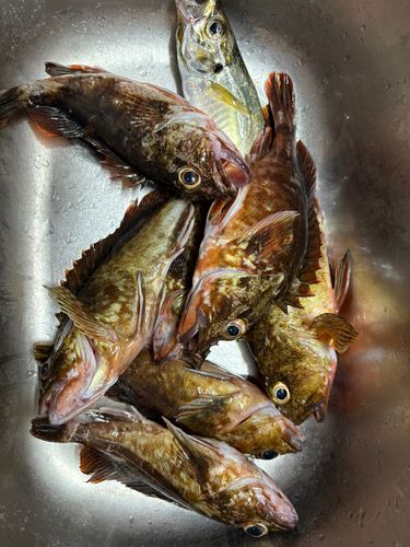 カサゴの釣果