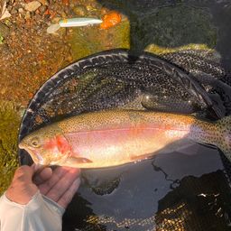 レインボートラウト