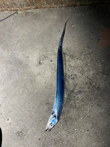 タチウオの釣果