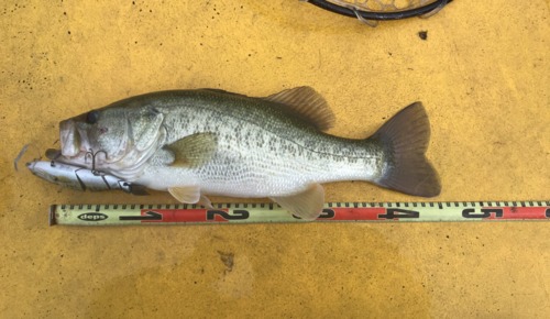 ブラックバスの釣果