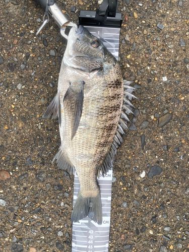 チヌの釣果