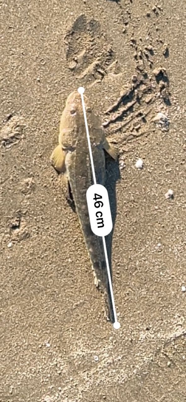 コチ