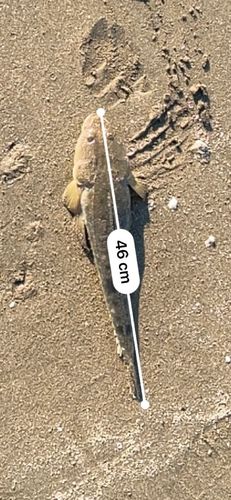コチの釣果