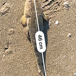 コチ