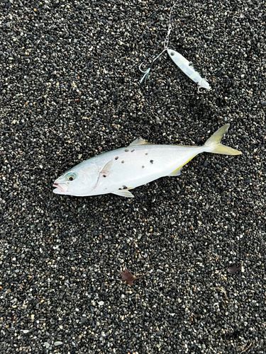 ワカシの釣果