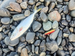 ワカシの釣果