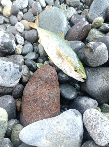 ワカシの釣果