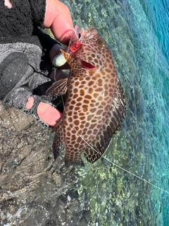 オオモンハタの釣果