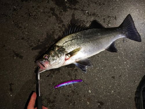 フッコ（ヒラスズキ）の釣果