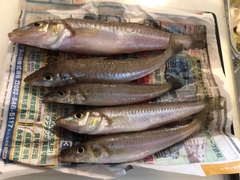キスの釣果