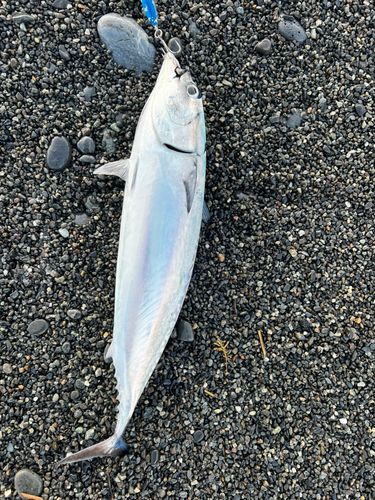 ソウダガツオの釣果