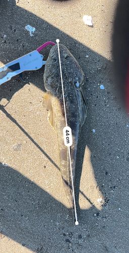 コチの釣果