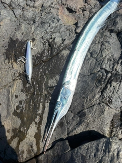 ダツの釣果