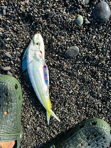 シイラの釣果