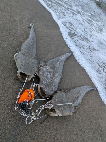 マゴチの釣果