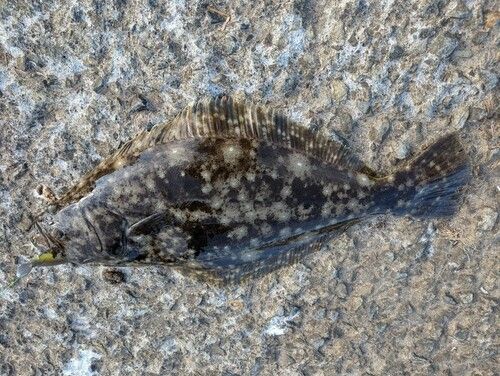 ヒラメの釣果