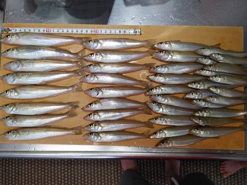 キスの釣果