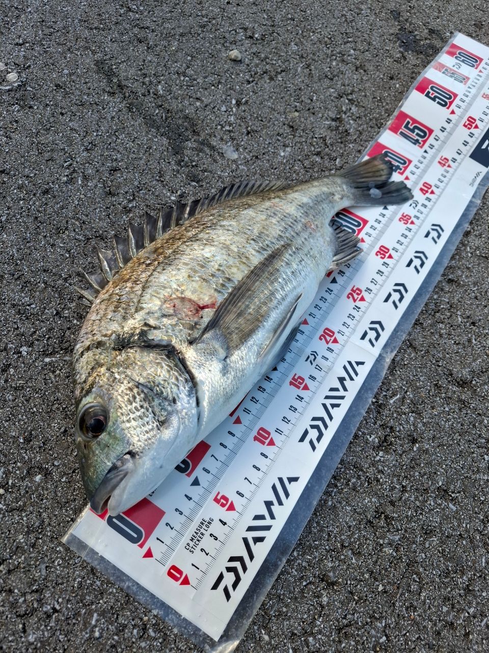 ミナミクロダイ