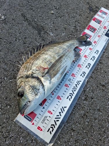 ミナミクロダイの釣果