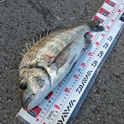 ミナミクロダイ