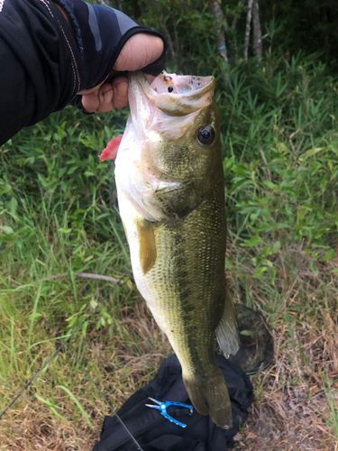 ラージマウスバスの釣果