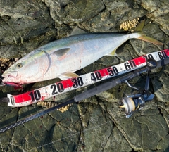 ブリの釣果