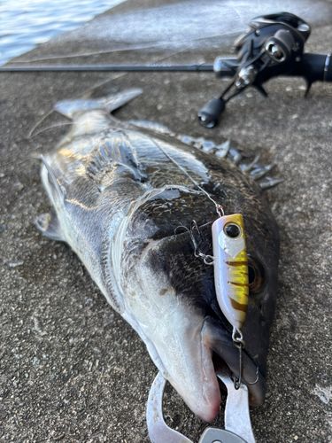 チヌの釣果
