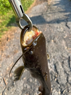 ナマズの釣果