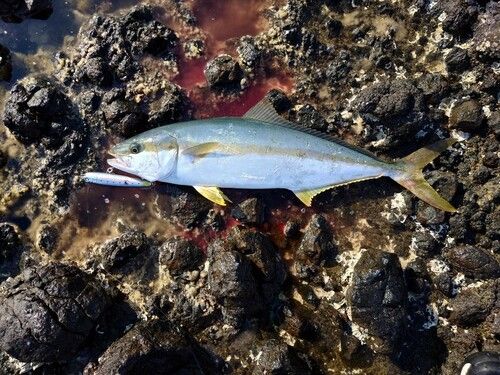 ヒラマサの釣果