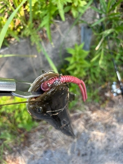 ナマズの釣果