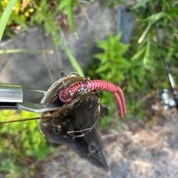 ナマズ