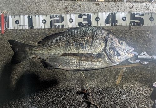 チヌの釣果