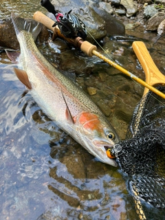 ニジマスの釣果