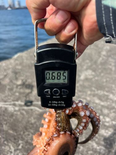 タコの釣果