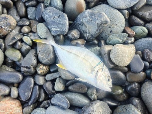 ギンガメアジの釣果